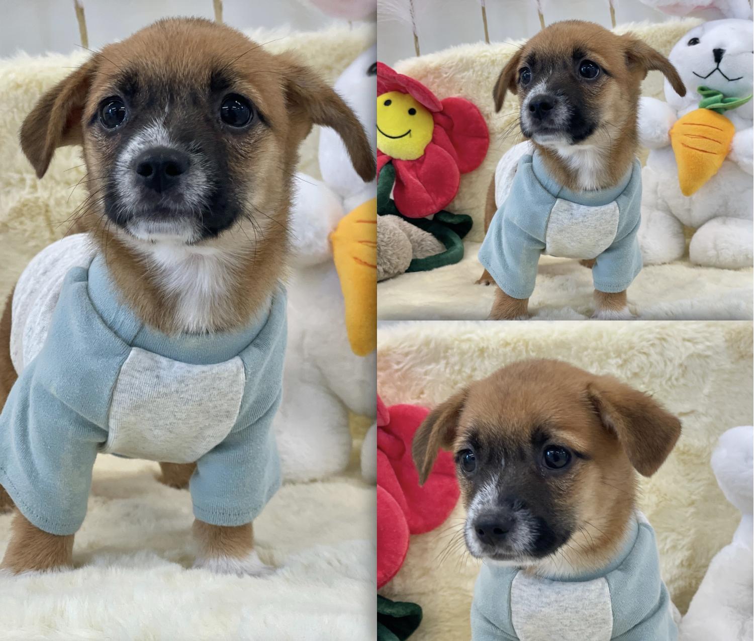 경주동물사랑보호센터_447505202300694